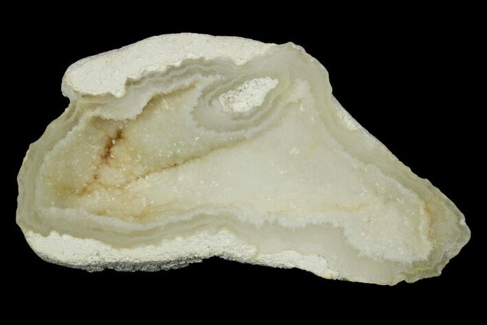 2.65" Agatized Fossil Coral - Florida